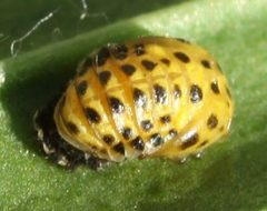 Psyllobora vigintiduopunctata by (c) Slimguy, some rights reserved (CC BY). Used under a CC-BY license.