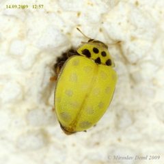 Psyllobora vigintiduopunctata by (c) Miroslav Deml, some rights reserved (CC BY). Used under a CC-BY license.