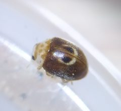 Clitostethus arcuatus by (c) carnifex, some rights reserved (CC BY), uploaded by carnifex. Used under a CC-BY license.