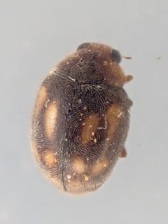 Nephus guttulatus by (c) Trevor Van Loon, some rights reserved (CC BY), uploaded by Trevor Van Loon. Used under a CC-BY license.