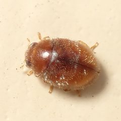 Nephus intrusus by (c) dhasdf, some rights reserved (CC BY). Used under a CC-BY license.