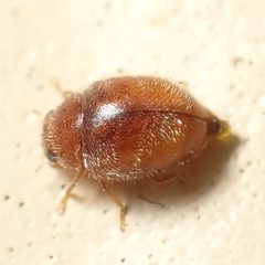 Nephus intrusus by (c) dhasdf, some rights reserved (CC BY). Used under a CC-BY license.