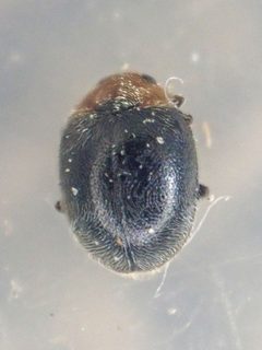 Scymnus marginicollis by (c) Trevor Van Loon, some rights reserved (CC BY), uploaded by Trevor Van Loon. Used under a CC-BY license.