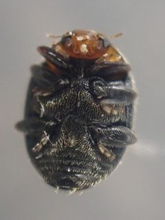 Scymnus marginicollis by (c) Trevor Van Loon, some rights reserved (CC BY), uploaded by Trevor Van Loon. Used under a CC-BY license.