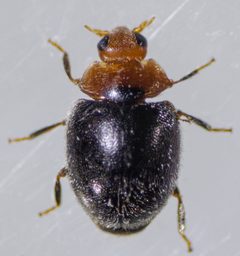 Scymnus marginicollis by (c) Don Loarie, some rights reserved (CC BY), uploaded by Don Loarie. Used under a CC-BY license.