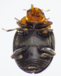 Scymnus marginicollis by (c) Don Loarie, some rights reserved (CC BY), uploaded by Don Loarie. Used under a CC-BY license.