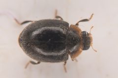Scymnus marginicollis by (c) Trevor Van Loon, some rights reserved (CC BY), uploaded by Trevor Van Loon. Used under a CC-BY license.