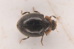 Scymnus marginicollis by (c) Trevor Van Loon, some rights reserved (CC BY), uploaded by Trevor Van Loon. Used under a CC-BY license.