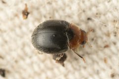 Scymnus marginicollis by (c) Trevor Van Loon, some rights reserved (CC BY), uploaded by Trevor Van Loon. Used under a CC-BY license.