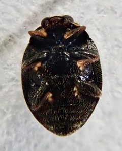 Stethorus pusillus by (c) Paul Cook, some rights reserved (CC BY), uploaded by Paul Cook. Used under a CC-BY license.