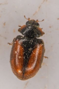 Scymnus coniferarum by (c) Trevor Van Loon, some rights reserved (CC BY), uploaded by Trevor Van Loon. Used under a CC-BY license.