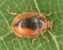 Scymnus loewii by (c) skitterbug, some rights reserved (CC BY), uploaded by skitterbug. Used under a CC-BY license.