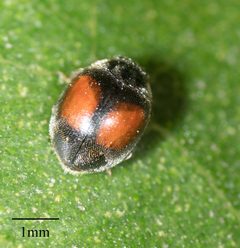 Scymnus pacificus by no rights reserved, uploaded by Jesse Rorabaugh. Used under a CC0 license.