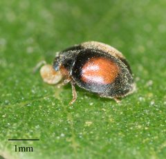 Scymnus pacificus by no rights reserved, uploaded by Jesse Rorabaugh. Used under a CC0 license.