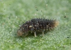 Stethorus punctum by no rights reserved, uploaded by Jesse Rorabaugh. Used under a CC0 license.