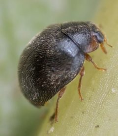 Stethorus punctum by no rights reserved, uploaded by Jesse Rorabaugh. Used under a CC0 license.