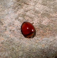 Sticholotidinae by (c) Seema Merchant, some rights reserved (CC BY), uploaded by Seema Merchant. Used under a CC-BY license.