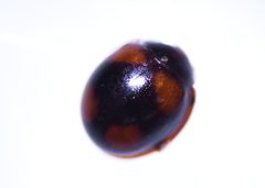 Sticholotidinae by (c) Mike Bowie, some rights reserved (CC BY), uploaded by Mike Bowie. Used under a CC-BY license.
