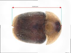 Sericoderus lateralis by (c) thomas_oswald, some rights reserved (CC BY), uploaded by thomas_oswald. Used under a CC-BY license.