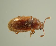 Henoticus californicus by no rights reserved, uploaded by Karel Schoonvaere. Used under a CC0 license.
