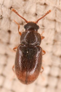 Henoticus serratus by (c) Trevor Van Loon, some rights reserved (CC BY), uploaded by Trevor Van Loon. Used under a CC-BY license.