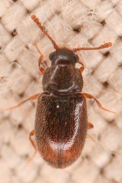 Henoticus serratus by (c) Trevor Van Loon, some rights reserved (CC BY), uploaded by Trevor Van Loon. Used under a CC-BY license.