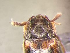 Henotiderus centromaculatus by no rights reserved, uploaded by Nick Bédard. Used under a CC0 license.