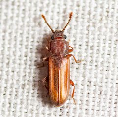 Pediacus subglaber by (c) Justin Williams, some rights reserved (CC BY), uploaded by Justin Williams. Used under a CC-BY license.