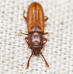 Pediacus subglaber by (c) Justin Williams, some rights reserved (CC BY), uploaded by Justin Williams. Used under a CC-BY license.