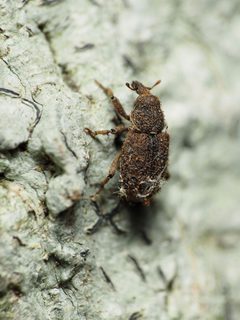 Acamptus rigidus by (c) Katja Schulz, some rights reserved (CC BY), uploaded by Katja Schulz. Used under a CC-BY license.