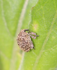 Acanthoscelidius acephalus by (c) Christine Young, some rights reserved (CC BY), uploaded by Christine Young. Used under a CC-BY license.