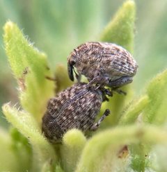 Acanthoscelidius acephalus by (c) Dilrukshan Priyantha Wijesinghe, some rights reserved (CC BY), uploaded by Dilrukshan Priyantha Wijesinghe. Used under a CC-BY license.