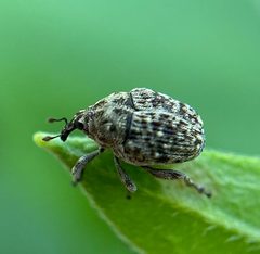 Acanthoscelidius acephalus by (c) David LaMagna, some rights reserved (CC BY), uploaded by David LaMagna. Used under a CC-BY license.