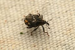 Allosirocalus angulatus by (c) Trevor Van Loon, some rights reserved (CC BY), uploaded by Trevor Van Loon. Used under a CC-BY license.