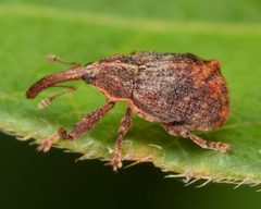 Anthonomus quadrigibbus by (c) skitterbug, some rights reserved (CC BY), uploaded by skitterbug. Used under a CC-BY license.