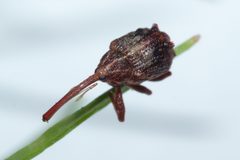 Anthonomus quadrigibbus by (c) Alec McClay, some rights reserved (CC BY), uploaded by Alec McClay. Used under a CC-BY license.