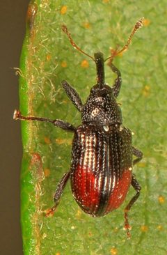 Anthonomus suturalis by (c) Judy Gallagher, some rights reserved (CC BY). Used under a CC-BY license.