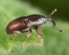 Apinocis blanditus by (c) skitterbug, some rights reserved (CC BY), uploaded by skitterbug. Used under a CC-BY license.