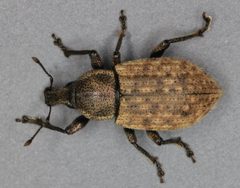 Barynotus obscurus by (c) Janet Graham, some rights reserved (CC BY). Used under a CC-BY license.