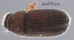 Carphobius by (c) Casey H. Richart, some rights reserved (CC BY), uploaded by Casey H. Richart. Used under a CC-BY license.
