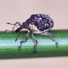 Pelenomus waltoni by (c) Barry Walter, some rights reserved (CC BY), uploaded by Barry Walter. Used under a CC-BY license.
