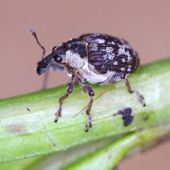 Pelenomus waltoni by (c) Barry Walter, some rights reserved (CC BY), uploaded by Barry Walter. Used under a CC-BY license.