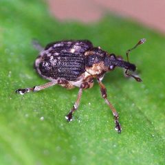 Pelenomus waltoni by (c) Barry Walter, some rights reserved (CC BY), uploaded by Barry Walter. Used under a CC-BY license.