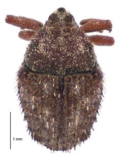 Trichosirocalus horridus by (c) Landcare Research New Zealand Ltd, néhány jog fenntartva (CC BY). Used under a CC-BY license.