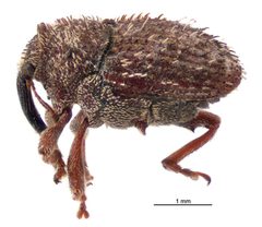 Trichosirocalus horridus by (c) Landcare Research New Zealand Ltd, néhány jog fenntartva (CC BY). Used under a CC-BY license.