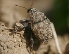 Trichosirocalus horridus by (c) Roman, néhány jog fenntartva (CC BY), feltöltötte: Roman. Used under a CC-BY license.