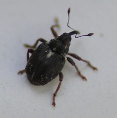Ceutorhynchus anthonomoides by (c) Even Dankowicz, some rights reserved (CC BY), uploaded by Even Dankowicz. Used under a CC-BY license.