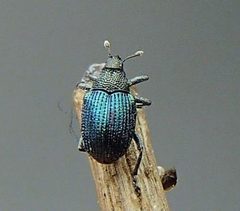Ceutorhynchus erysimi by (c) promiseminime, some rights reserved (CC BY). Used under a CC-BY license.
