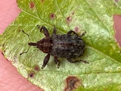 Coccotorus scutellaris by (c) Luke Padon, some rights reserved (CC BY), uploaded by Luke Padon. Used under a CC-BY license.