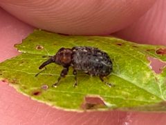 Coccotorus scutellaris by (c) Luke Padon, some rights reserved (CC BY), uploaded by Luke Padon. Used under a CC-BY license.